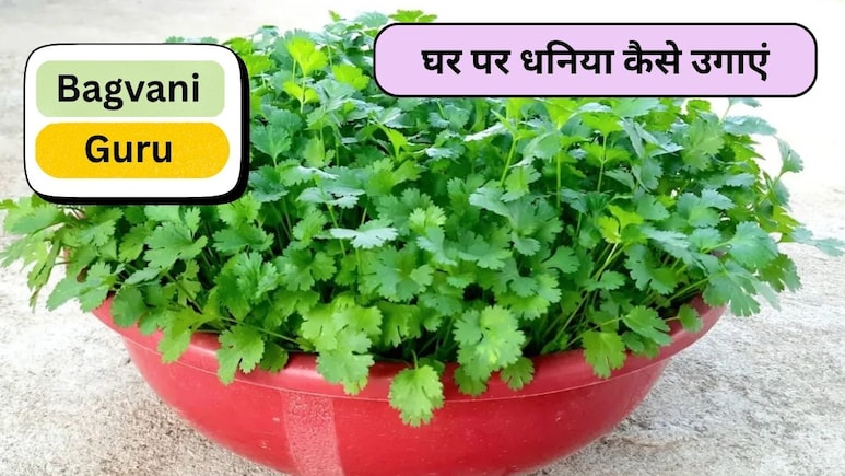 Bagvani Guru: घर पर धनिया उगाने का जादुई तरीका, बिना किसी तामझाम सिर्फ 5 दिन में खिल उठेंगी पत्तियां