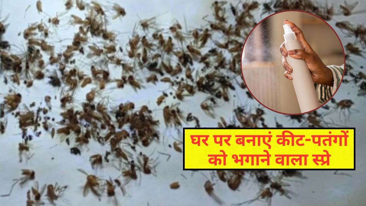 घर में कीट-मकौड़ों से हो गए हैं तंग? केमिकल वाला स्प्रे भी नहीं कर रहा असर तो घर पर ही बनाएं नेचुरल स्प्रे, मिल जाएगा छुटकारा