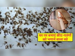 घर में कीट-मकौड़ों से हो गए हैं तंग? केमिकल वाला स्प्रे भी नहीं कर रहा असर तो घर पर ही बनाएं नेचुरल स्प्रे, मिल जाएगा छुटकारा