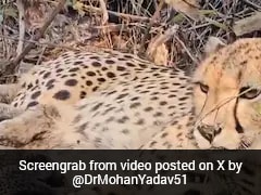 Indian-Born Cheetah Mukhi Gives Birth To 5 Cubs At Kuno National Park