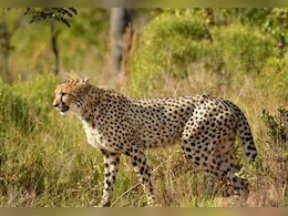 इस बार 'कूनो फॉरेस्ट रिट्रीट' में क्या है खास? चीता देखने उमड़ी पर्यटकों की भीड़