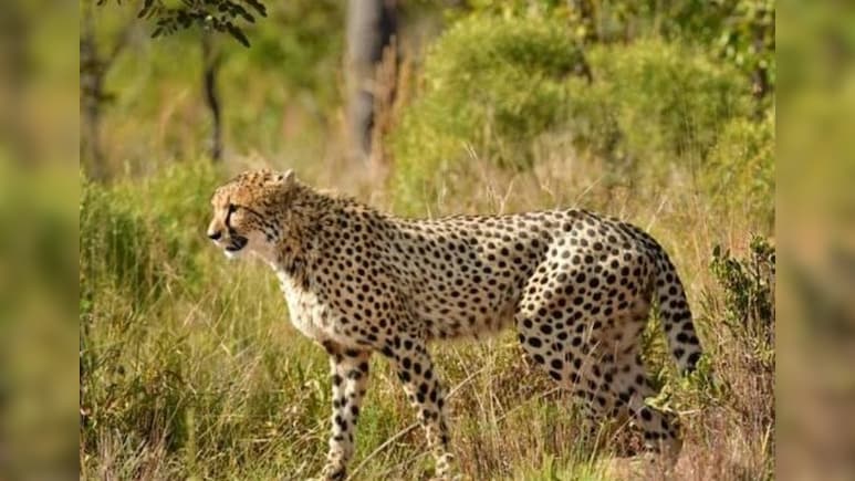 इस बार 'कूनो फॉरेस्ट रिट्रीट' में क्या है खास? चीता देखने उमड़ी पर्यटकों की भीड़
