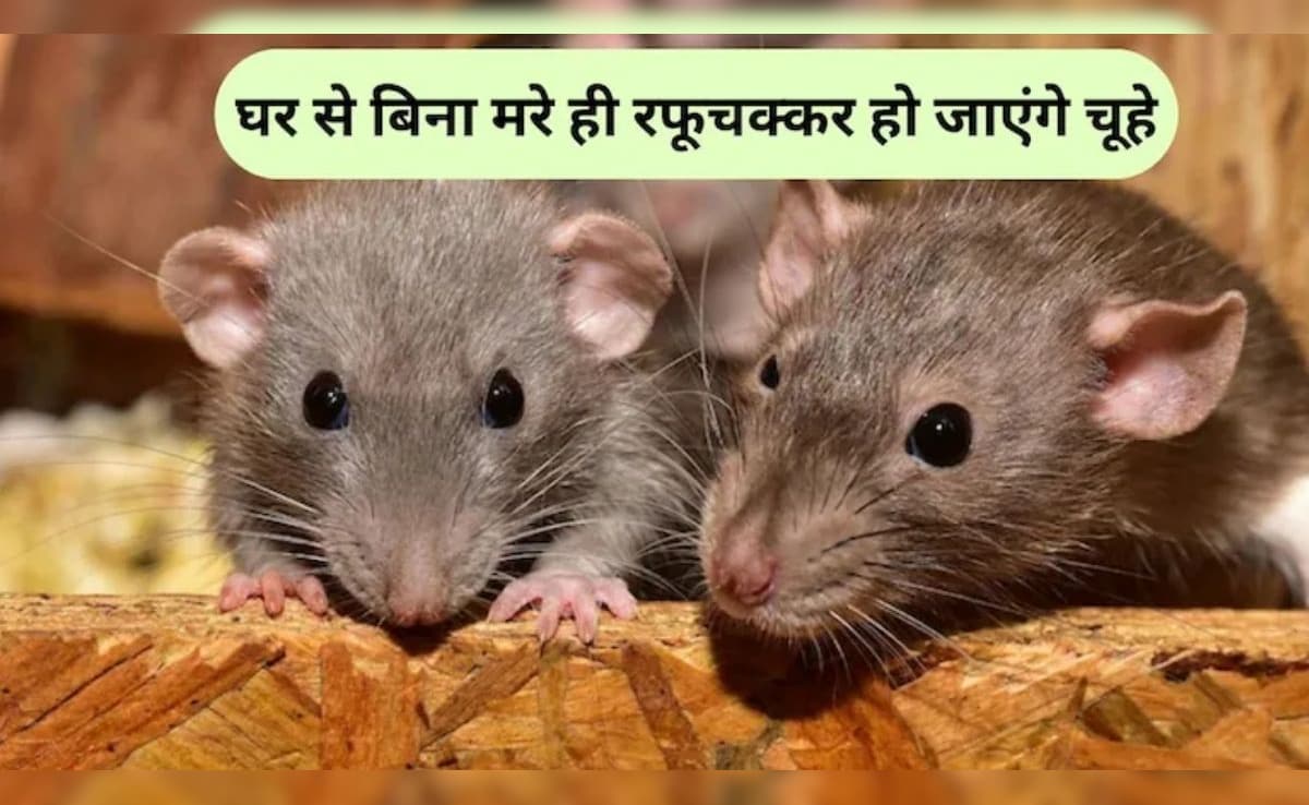 घर में चूहों ने बना लिया है बिल? बस यह लाल चीज चूहों से दिलाएगी छुटकारा, किचन में मौजूद है सब