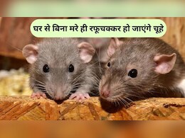 घर में चूहों ने बना लिया है बिल? बस यह लाल चीज चूहों से दिलाएगी छुटकारा, किचन में मौजूद है सब