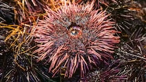 Study Reveals Sea Urchins Have Brain-Like System Spread Across Their Whole Body