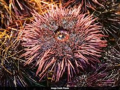 Study Reveals Sea Urchins Have Brain-Like System Spread Across Their Body