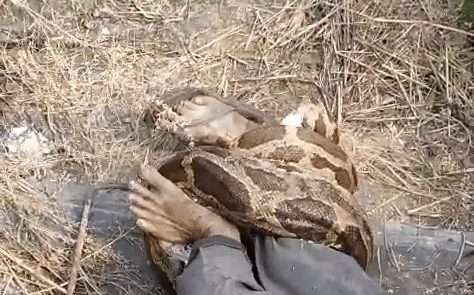 कोटा थर्मल प्लांट में अजगर ने श्रमिक को जकड़ा, मदद को चिल्लाता रहा कर्मचारी; VIDEO बनाते रहे लोग