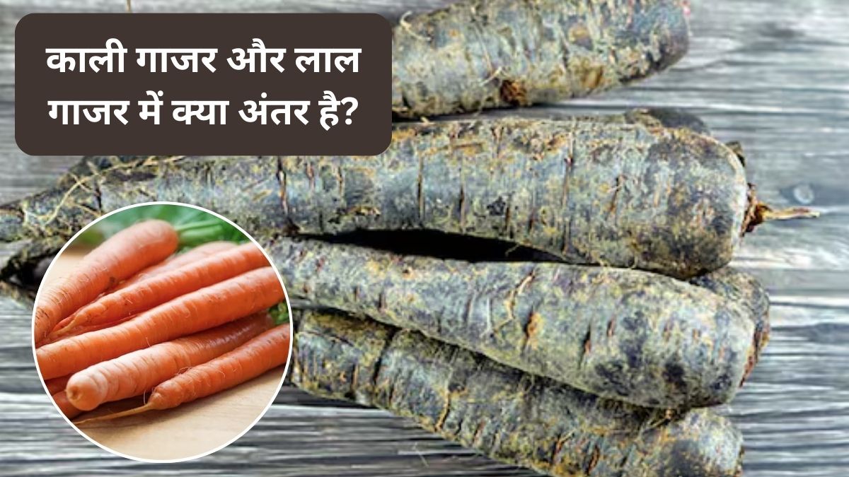 सर्दियों में काली गाजर क्यों खानी चाहिए? काली गाजर और लाल गाजर में क्या अंतर, एक्सपर्ट से जानिए काली गाजर के अद्भुत फायदे