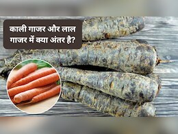 सर्दियों में काली गाजर क्यों खानी चाहिए? काली गाजर और लाल गाजर में क्या अंतर, एक्सपर्ट से जानिए काली गाजर के अद्भुत फायदे