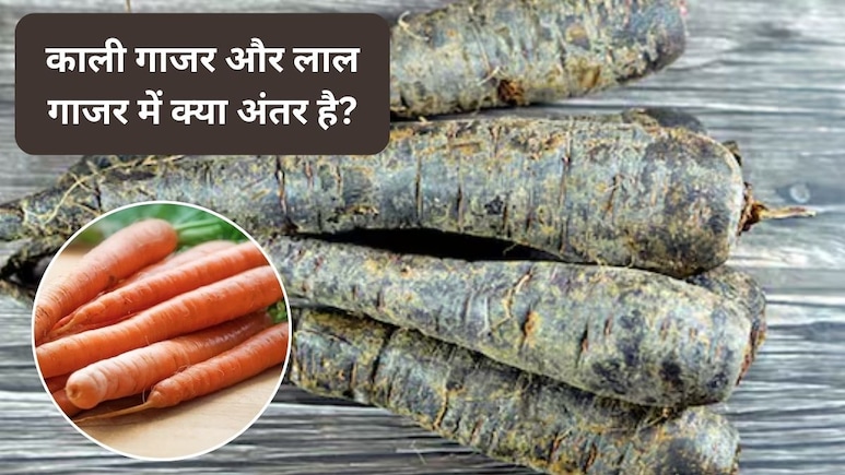 सर्दियों में काली गाजर क्यों खानी चाहिए? काली गाजर और लाल गाजर में क्या अंतर, एक्सपर्ट से जानिए काली गाजर के अद्भुत फायदे