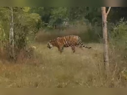 खेत में टाइगर की ‘कैटवॉक’! पूरे गांव में मची अफरा-तफरी, नर्सरी में घंटों दहाड़ता रहा बाघ