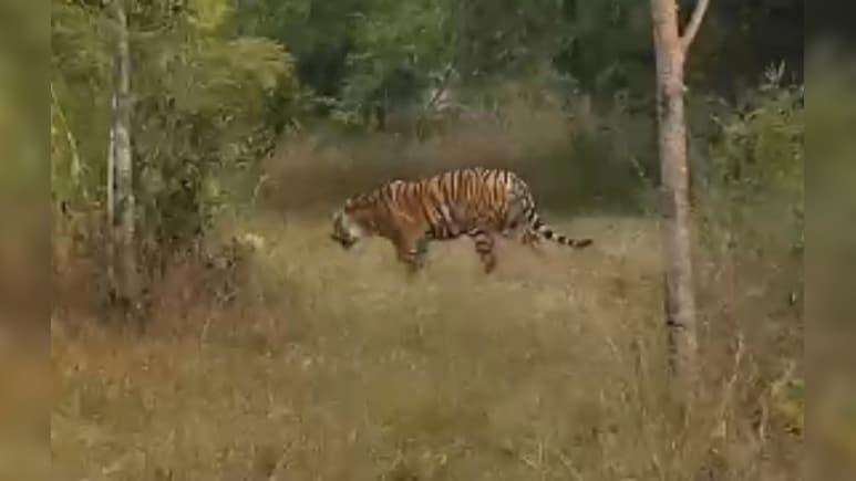 खेत में टाइगर की ‘कैटवॉक’! पूरे गांव में मची अफरा-तफरी, नर्सरी में घंटों दहाड़ता रहा बाघ
