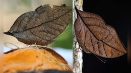 Madhya Pradesh Butterfly: सूखी पत्ती जैसी दिखती है ऑरेंज ओक लीफ तितली? जानें इसकी अनोखी कहानी