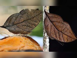 Madhya Pradesh Butterfly: सूखी पत्ती जैसी दिखती है ऑरेंज ओक लीफ तितली? जानें इसकी अनोखी कहानी