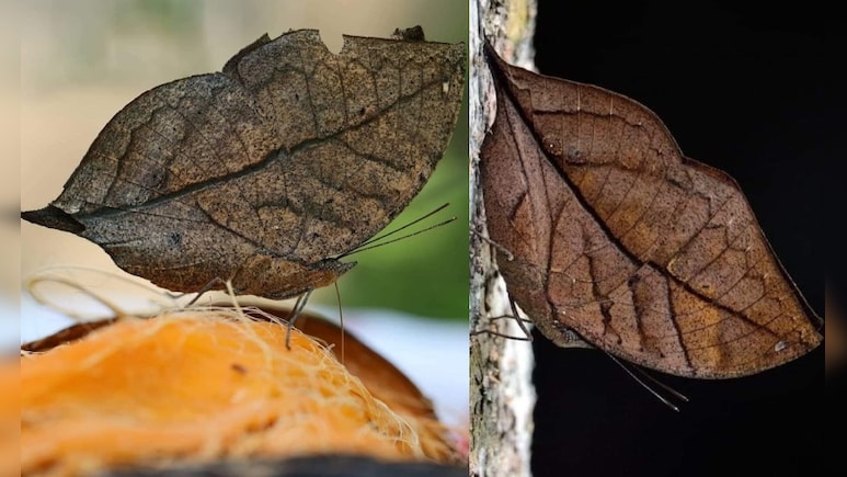 Madhya Pradesh Butterfly: सूखी पत्ती जैसी दिखती है ऑरेंज ओक लीफ तितली? जानें इसकी अनोखी कहानी