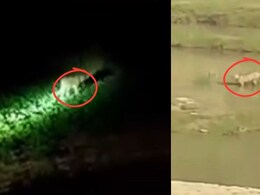 Rajasthan: कूनो नेशनल पार्क से भागा अफ्रीकी चीता KP-2, कभी सरसों के खेत तो कभी जंगल में दिखा, अलर्ट मोड पर वन विभाग