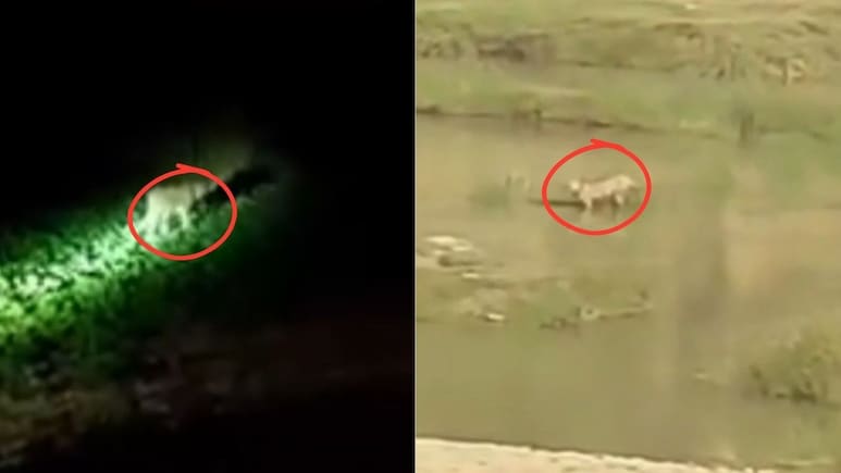 Rajasthan: कूनो नेशनल पार्क से भागा अफ्रीकी चीता KP-2, कभी सरसों के खेत तो कभी जंगल में दिखा, अलर्ट मोड पर वन विभाग