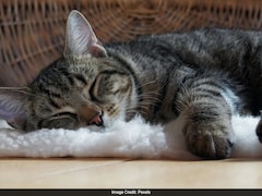 Turkish Man Ordered To Pay Rs 84,000 Per Year To Ex-Wife For 