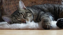 Turkish Man Ordered To Pay Rs 84,000 Per Year To Ex-Wife For "Cat Care"