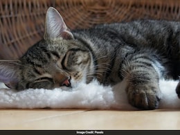 Turkish Man Ordered To Pay Rs 84,000 Per Year To Ex-Wife For "Cat Care"