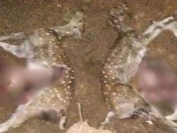 Official Suspended For Sharing Video Of Dead Deer At Newly-Opened Kerala Zoo