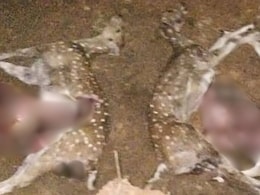 Official Suspended For Sharing Video Of Dead Deer At Newly-Opened Kerala Zoo