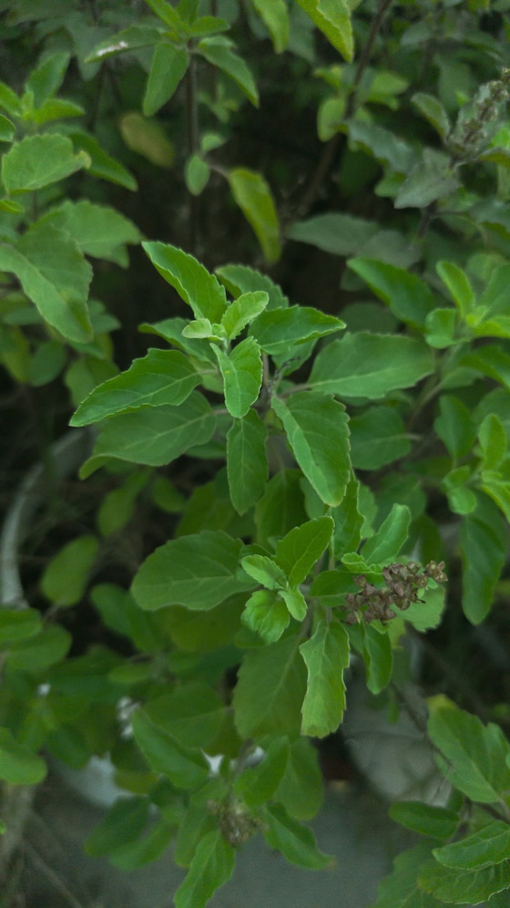 बासी मुंह तुलसी के पत्ते चबाने के फायदे