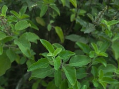 Does Consuming Tulsi Leaves Right After Waking Up Help With Stress Relief