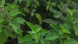 Does Consuming Tulsi Leaves Right After Waking Up Help With Immunity And Stress Relief?