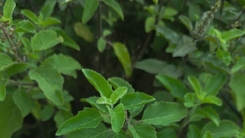 तुलसी के पत्ते खाने से कौन सी बीमारी ठीक होती है?