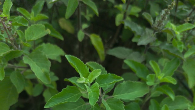 Tulsi or holy basil leaves for stress relief.