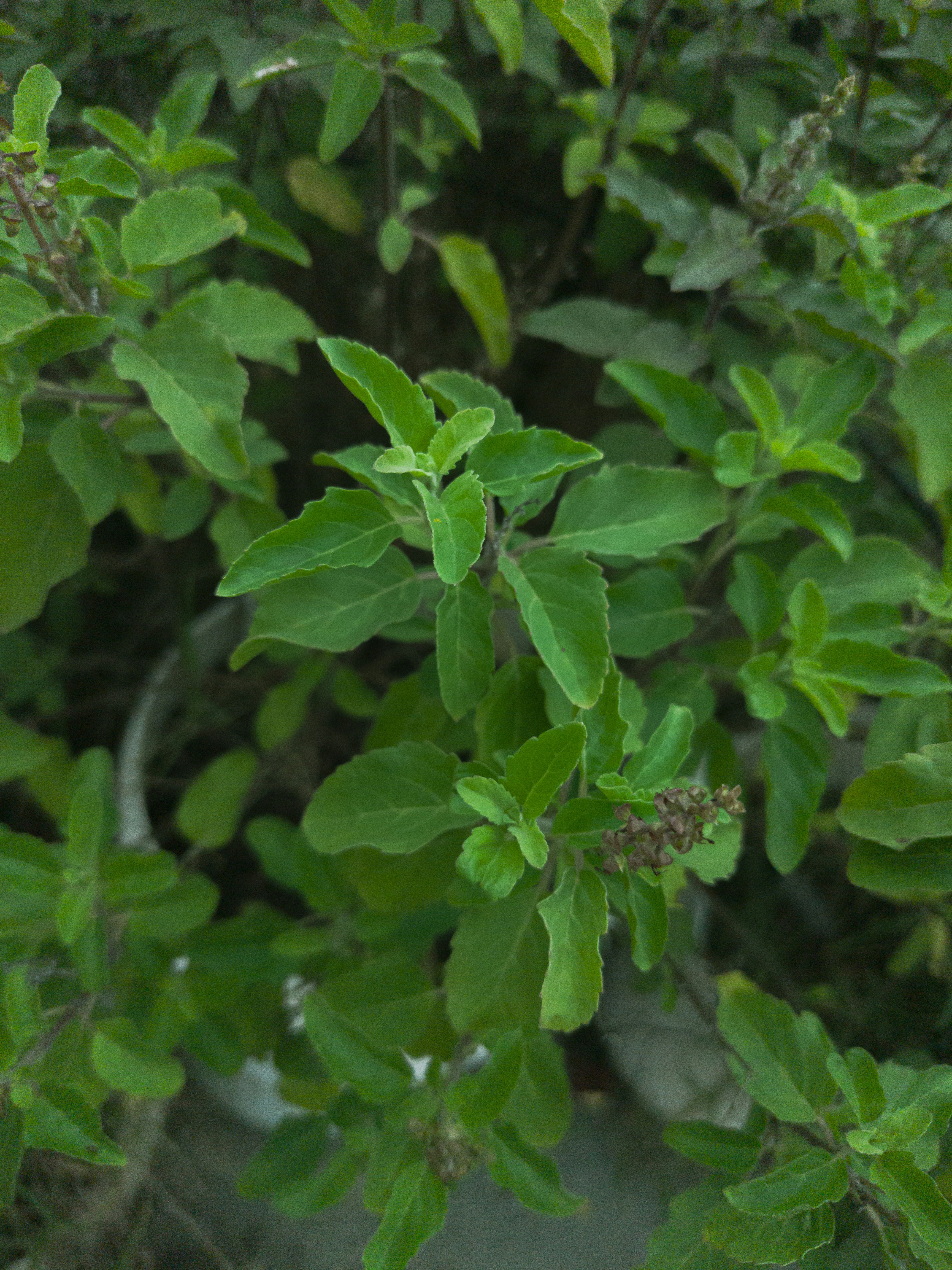 Tulsi or holy basil leaves for stress relief.