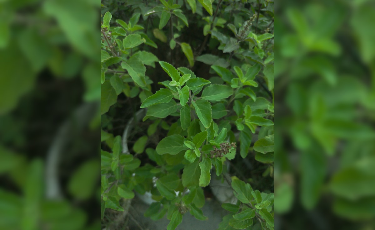 Latest and Breaking News on NDTV