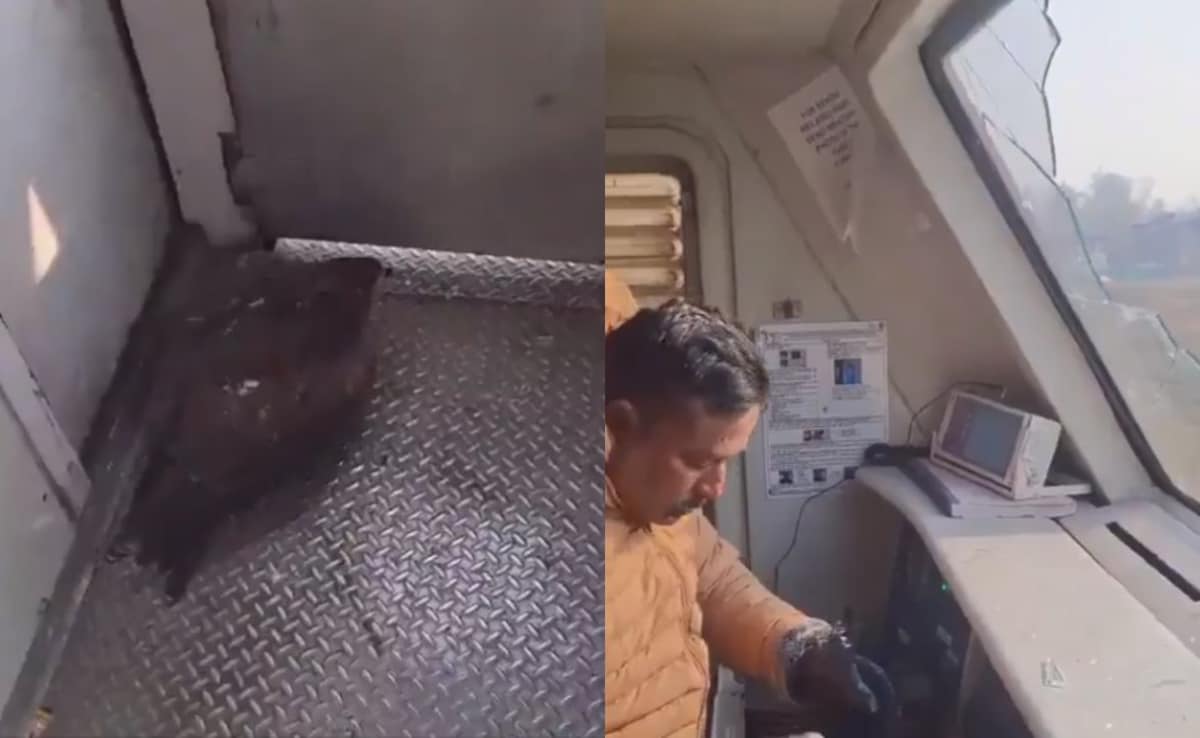 Eagle Crashes Into Glass Window, Injuring Train Driver In Jammu And Kashmir