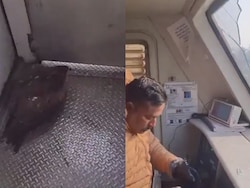 Eagle Crashes Into Glass Window, Injuring Train Driver In Jammu And Kashmir