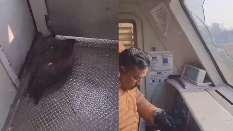 Eagle Crashes Into Glass Window, Injuring Train Driver In Jammu And Kashmir