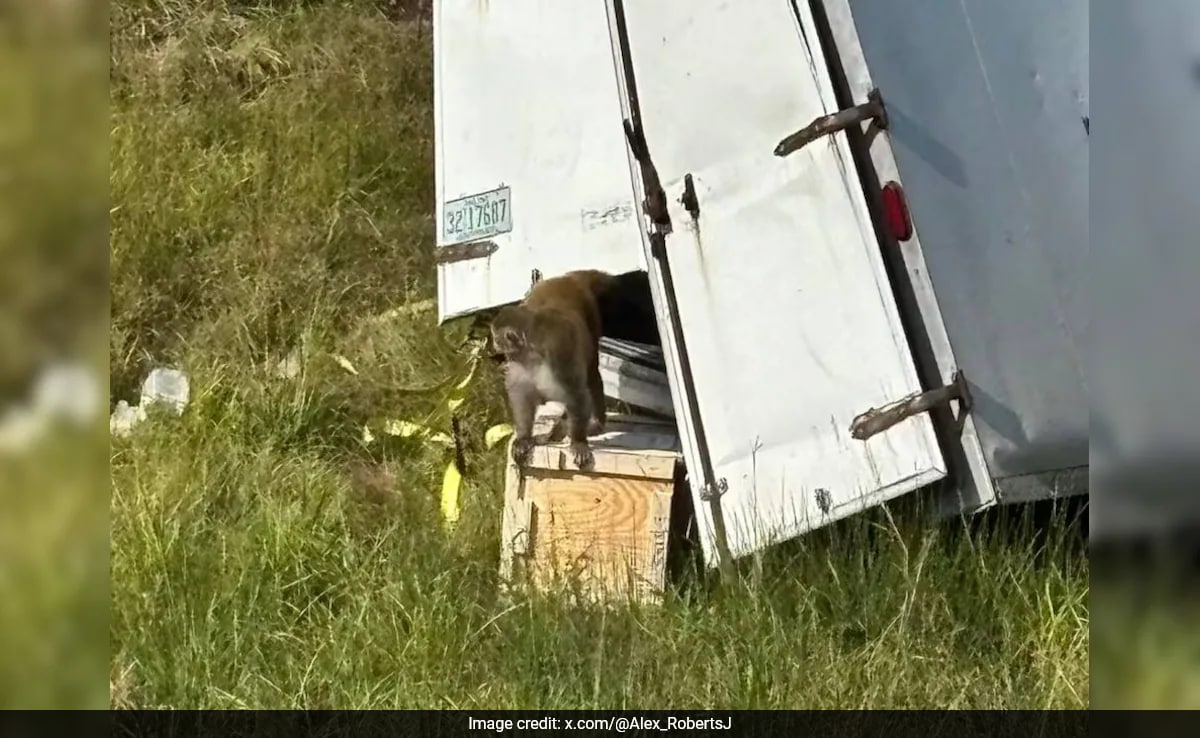 US Woman Kills Escaped Virus-Carrying Monkey Fearing For Children's Safety