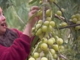 Rani Chatterjee ने दिखाई गांव की असली खूबसूरती, पेड़ से ताजे-ताजे आंवले तोड़कर खाने के बोलीं-  शहरों में कहां ये...