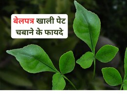 रोजाना खाली पेट बेलपत्र के 2 पत्ते खाने से ये बीमारी हो सकती है ठीक, किडनी,लीवर के लिए तो है वरदान