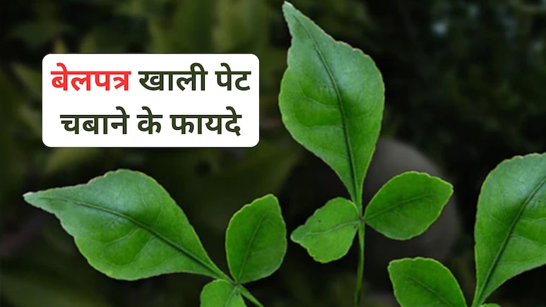 रोजाना खाली पेट बेलपत्र के 2 पत्ते खाने से ये बीमारी हो सकती है ठीक, किडनी,लीवर के लिए तो है वरदान