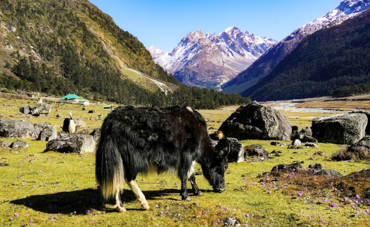 Latest and Breaking News on NDTV