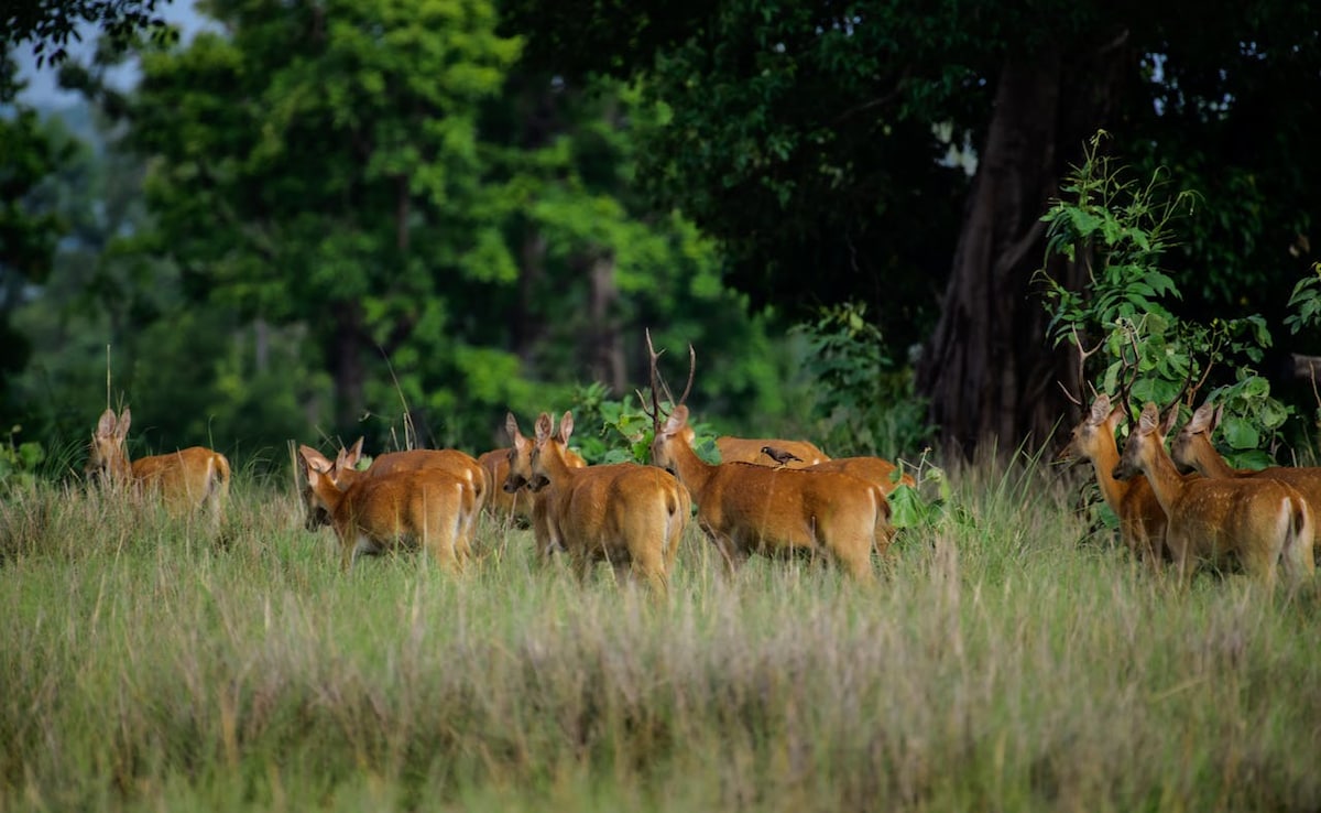 Madhya Pradesh wildlife