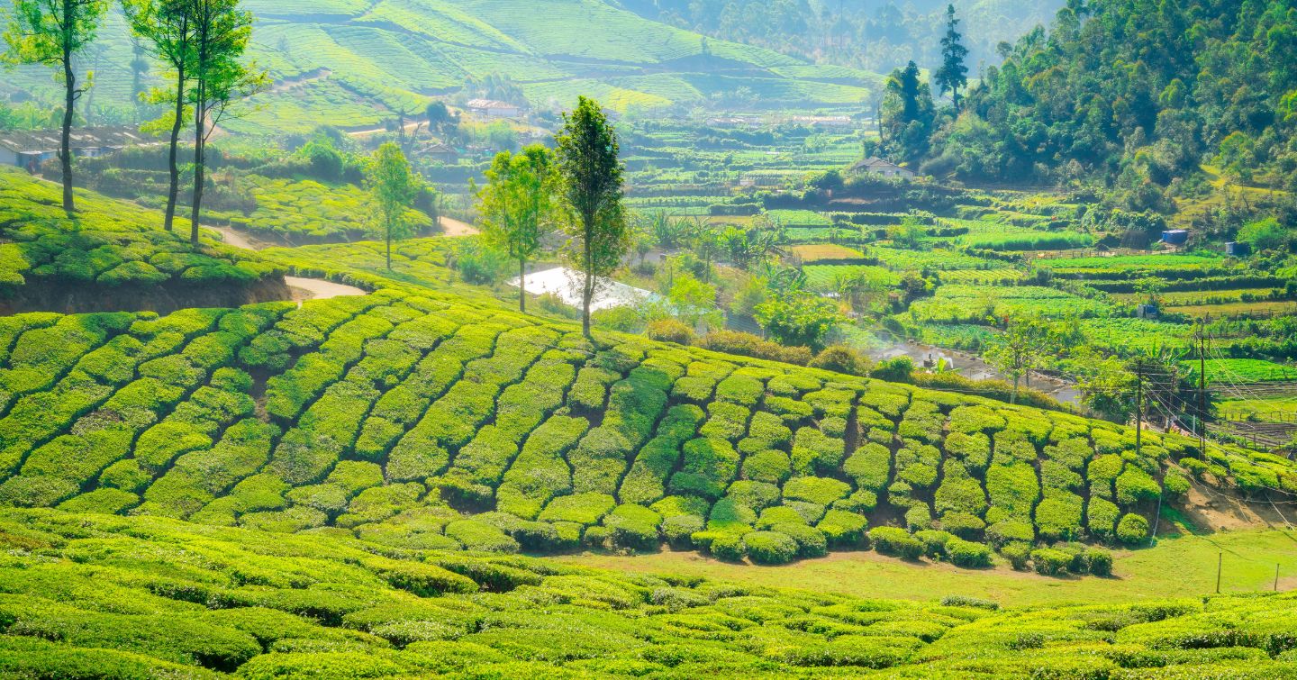 10 Destinations In India Where Fog Brings Pure Magic On Earth