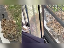 Video: Leopard Attacks Safari Vehicle In Karnataka, Injures 1