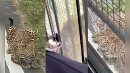 Video: Leopard Attacks Safari Vehicle In Karnataka, Injures 1