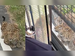 Video: Leopard Attacks Safari Vehicle In Karnataka, Injures 1