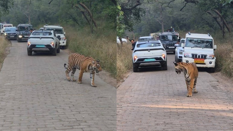 Rajasthan: त्रिनेत्र गणेश मंदिर जा रहे थे श्रद्धालु, अचानक सामने आ गया बाघ
