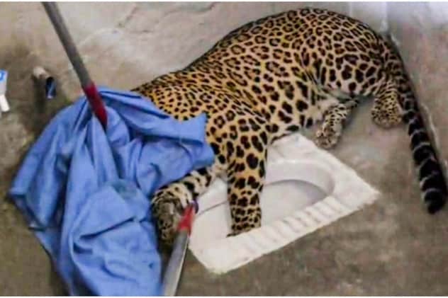 करीब डेढ़ घंटे की मशक्कत के बाद पकड़ा गया सिविल लाइन्स में घुसा तेंदुआ.