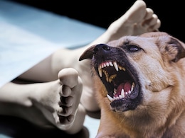 Buldhana News: मृत्यूनंतरही हाल.. कुत्र्यांच्या तोंडात मुलीच्या मृतदेहाचे तुकडे, सत्य समजताच अख्ख गावं हादरलं