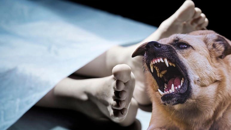 Buldhana News: मृत्यूनंतरही हाल.. कुत्र्यांच्या तोंडात मुलीच्या मृतदेहाचे तुकडे, सत्य समजताच अख्ख गावं हादरलं